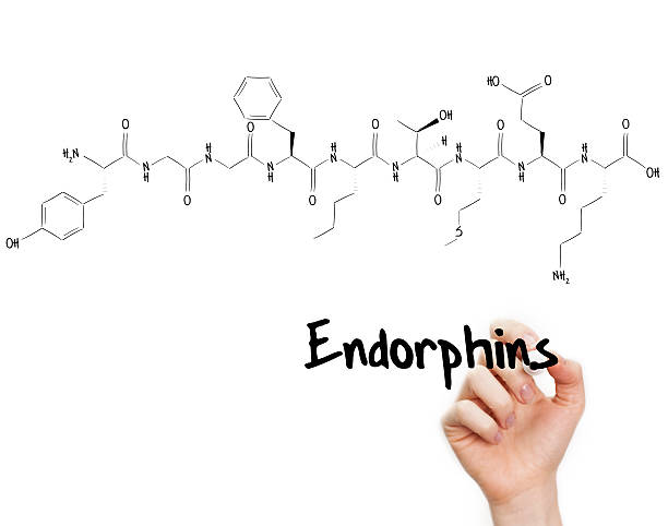 Tìm hiểu về endorphin: Hormone giảm đau tự nhiên của cơ thể!